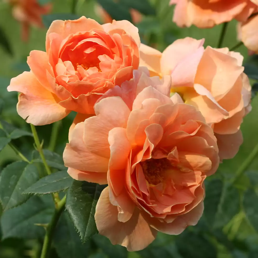 Close up of three At Last Rosa blooms